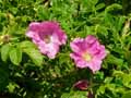 Rosa rugosa