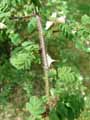 Rosa sericea subsp. omeiensis