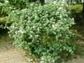 Rosa villosa