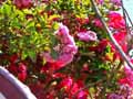 Rosa x