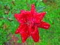 Rosa x
