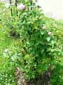 Rosa x Baronne de Rothschild