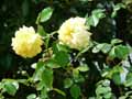 Rosa x Primevère