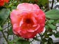 Rosa x