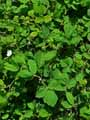 Rubus caesius