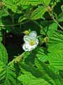 Rubus caesius