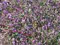 Rubus fruticosus