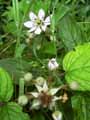 Rubus fruticosus