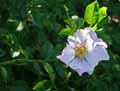 Rubus fruticosus
