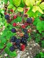 Rubus fruticosus