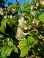 Rubus idaeus