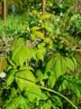 Rubus idaeus
