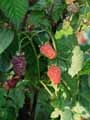 Rubus idaeus
