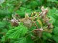 Rubus idaeus