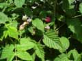 Rubus idaeus