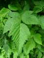 Rubus spectabilis
