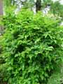 Rubus spectabilis