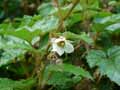 Rubus tricolor