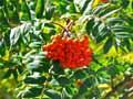 Sorbus aucuparia