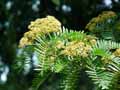 Sorbus scalaris