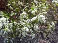 Spiraea Arguta