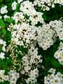 Spiraea Vanhouttei