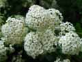 Spiraea Vanhouttei
