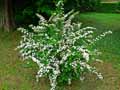 Spiraea Vanhouttei