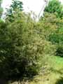 Spiraea cantoniensis Lanceolata