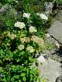 Spiraea lucida, Spiraea corymbosa var. lucida, Spiraea betulifolia var. lucida