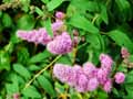 Spiraea salicifolia