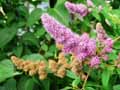 Spiraea salicifolia