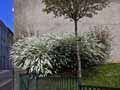 Spiraea thunbergii