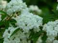Spiraea trilobata