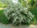 Spiraea trilobata