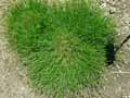 Rubiaceae-Asperula-cynanchica-Asperule-de-l-esquinancie-Herbe-a-l-esquinancie.jpg