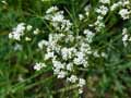 Asperula tinctoria