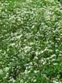 Rubiaceae-Asperula-tinctoria-Asperule-des-teinturiers.jpg
