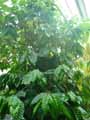 Rubiaceae-Coffea-arabica-Cafeier-d-Arabie.jpg
