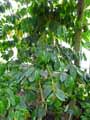 Rubiaceae-Coffea-canephora-Cafe-Kouillou-Cafe-robusta.jpg