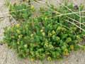 Galium arenarium
