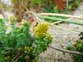 Galium arenarium