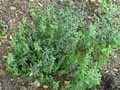 Galium boreale