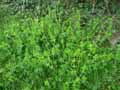 Galium cruciata, Cruciata laevipes, Valantia cruciata