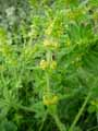 Galium cruciata, Cruciata laevipes, Valantia cruciata
