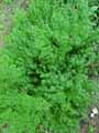 Galium fleurotii var. bretonii