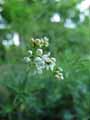 Galium glaucum, Asperula galioides