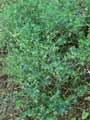 Galium glaucum, Asperula galioides
