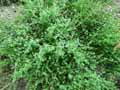 Galium mollugo