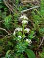 Galium mollugo